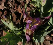 Iris 130505.webp