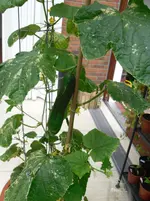 SAM_0752.webp