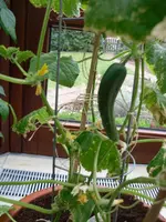 SAM_0749.webp