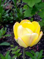 SDC15718.webp