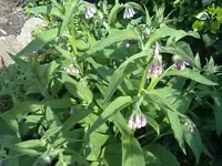 beinwell blau.webp