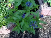 flockenblume.webp