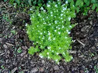 maikraut.webp