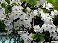 SDC15745.webp