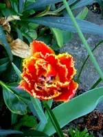 SDC15721.webp