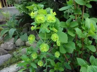 SAM_1014.webp