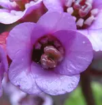 Makro_2_IMG_0168.webp