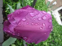 Tulpe_1_IMG_0176.webp