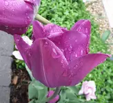 Tulpe_2_IMG_0175.webp