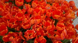 270420131531.webp