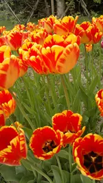 270420131530.webp