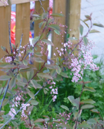 Baum3.webp