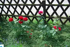 DSC_0112.webp