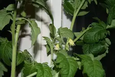 Tomaten 07.05.13.webp