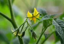 DSC_4386_2013-05-07_rote_Stabtomate_1._Blute.webp