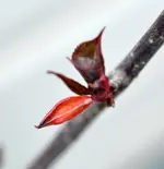 DSC_4380_braune_Spitze_trockenes_Blatt.webp