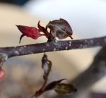 DSC_4384_braune_Spitzen_Locher_im_Blatt.jpg