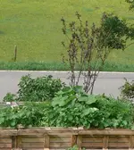 Blutpflaume.webp