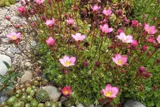 2013_0507Frühling0008.webp