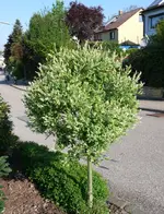 Weide.webp
