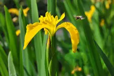 schwertlilie.webp