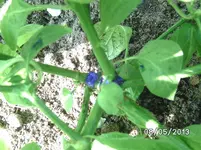 Rocoto Bruch.webp