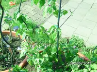 Rocoto.webp