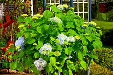 Hortensie aus dem WiKa_1024.webp