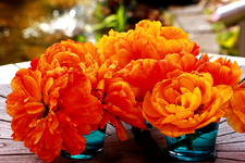 Knick_Tulpen aus dem Garten_1024.webp