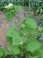 RIMG0041.webp