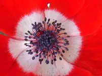 RIMG0031.webp