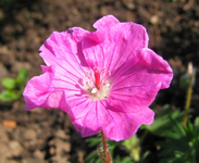 geranium ankum´s pride.webp