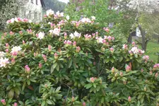 Garten 05 2 2013 002.webp