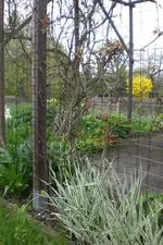 Garten 05 2 2013 003.webp