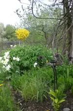 Garten 05 2 2013 004.webp