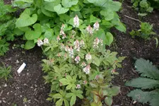 Garten 05 2 2013 005.webp