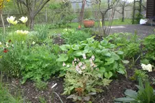 Garten 05 2 2013 006.webp