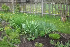Garten 05 2 2013 011.webp