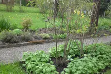 Garten 05 2 2013 012.webp