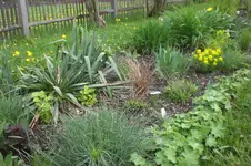 Garten 05 2 2013 013.webp