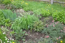 Garten 05 2 2013 014.webp