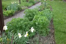 Garten 05 2 2013 015.webp