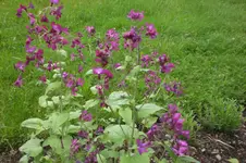 Garten 05 2 2013 016.webp