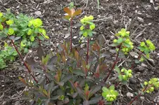 Garten 05 2 2013 017.webp