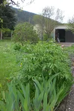 Garten 05 2 2013 018.webp