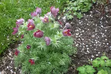 Garten 05 2 2013 020.webp