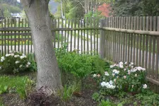 Garten 05 2 2013 022.webp