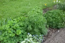 Garten 05 2 2013 025.webp