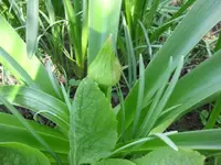 Allium.webp