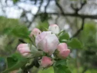 Apfel.webp